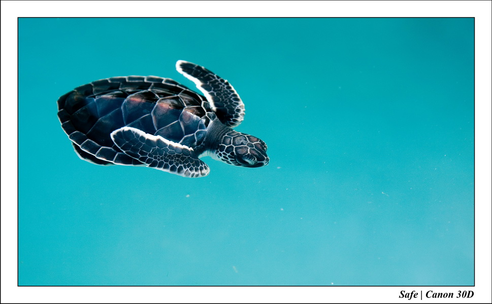 2006 - 07 - Gemia - Elevage de tortues 23